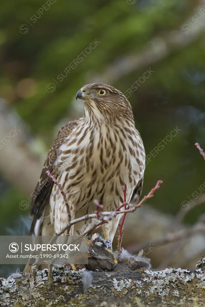 Cooper´s Hawk, Accipiter cooperii, eating prey American Robin, Victoria, BC, Canada