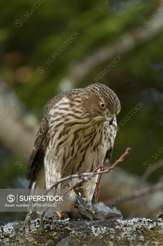 Cooper´s Hawk, Accipiter cooperii, eating prey American Robin, Victoria, BC, Canada