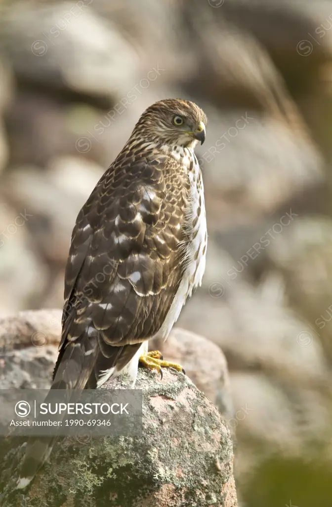 Cooper´s Hawk, Accipiter cooperii, Alberta, Canada
