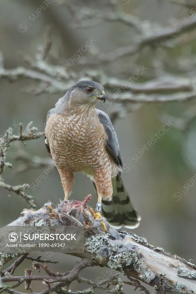 Cooper´s Hawk, Accipiter cooperii, Victoria, BC, Canada