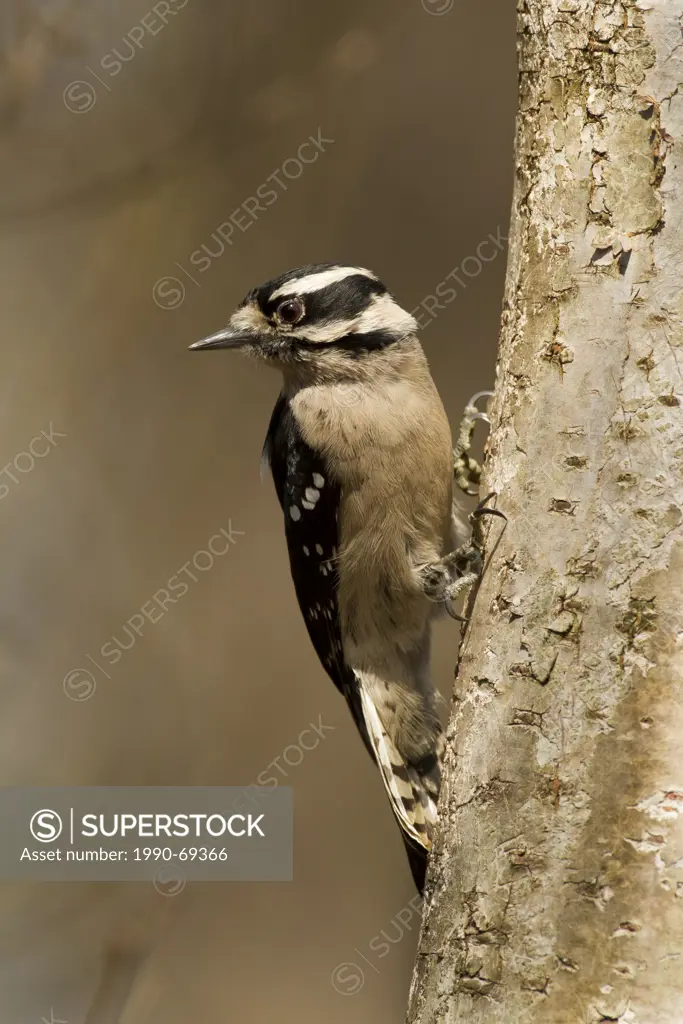 Downy Woodpecker, Picoides pubescens, Lillooet, BC, Canada
