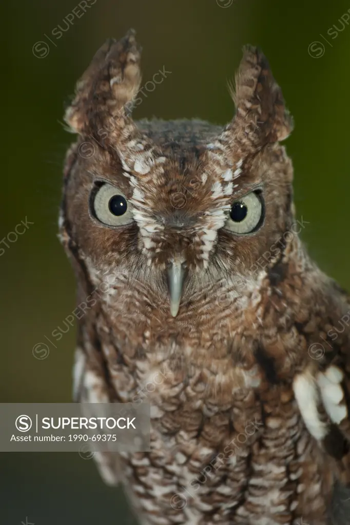 Eastern Screech_Owl, Megascops asio, Florida, USA