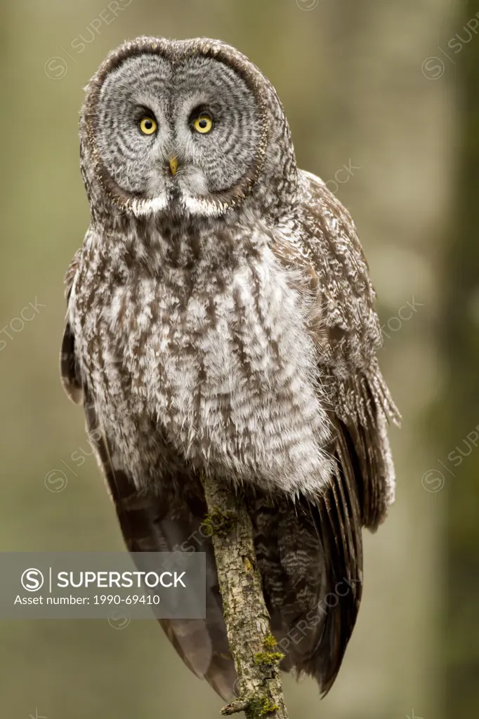 Great Grey Owl, Strix nebulosa, Vancouver, BC, Canada