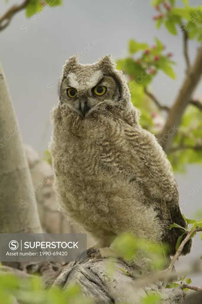 Great Horned Owl, Bubo virginianus, Oregon, USA