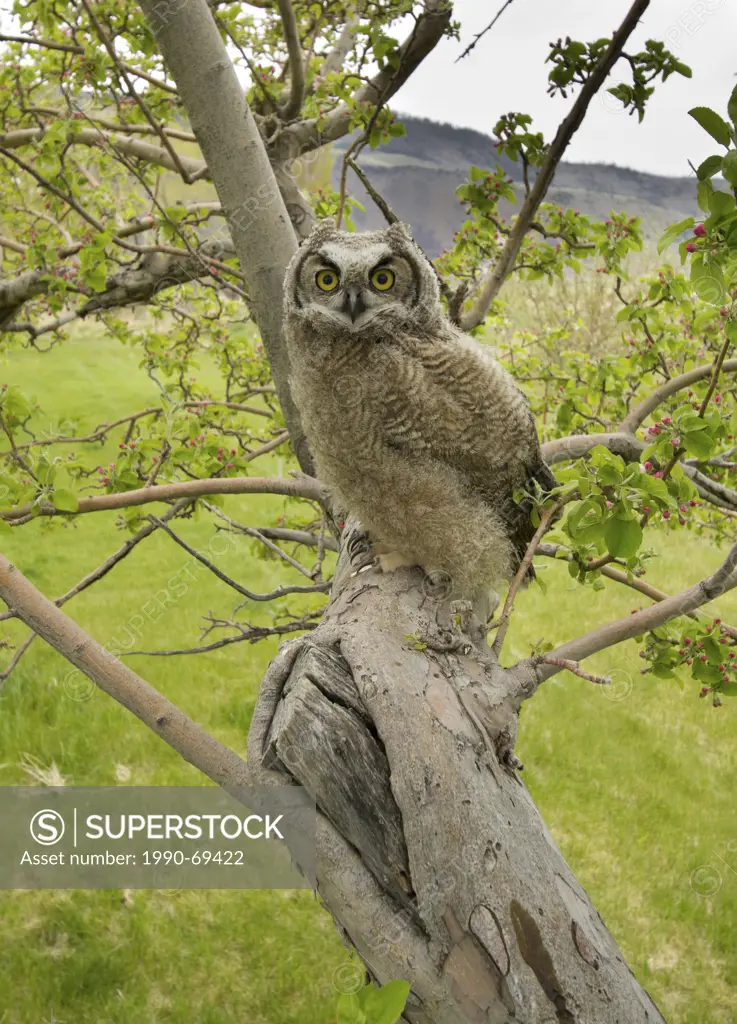 Great Horned Owl, Bubo virginianus, Oregon, USA