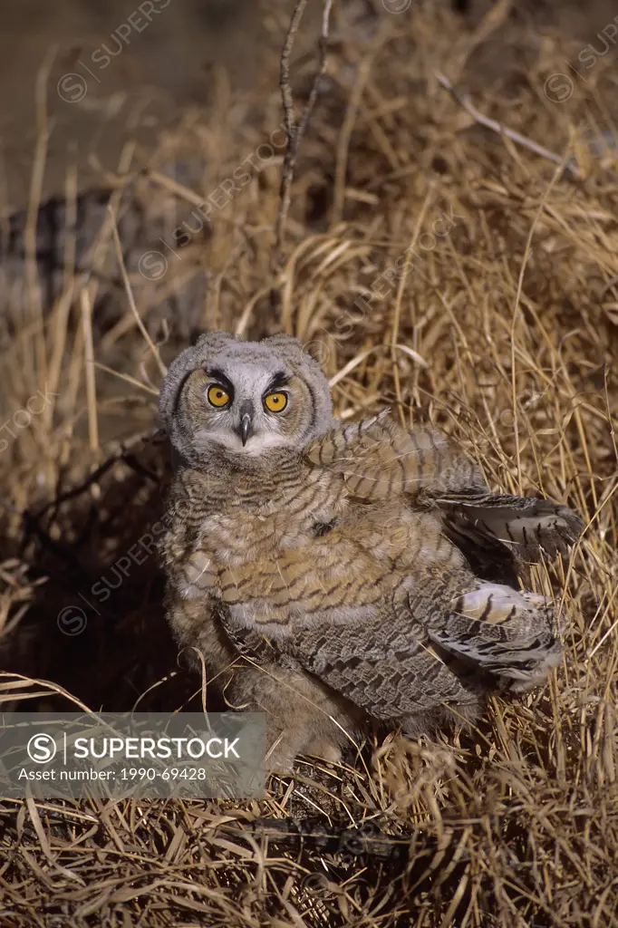 Great Horned Owl, Bubo virginianus, Calgary, Alberta, Canada