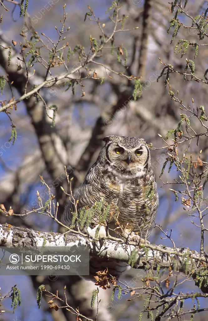 Great Horned Owl, Bubo virginianus, Calgary, Alberta, Canada