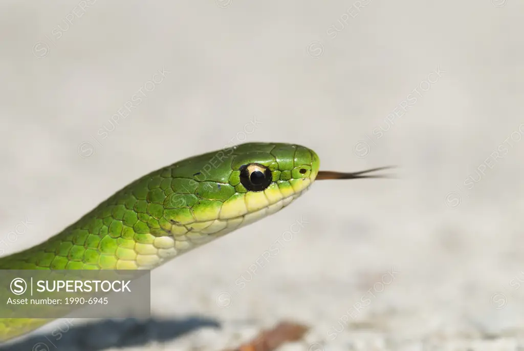 Smooth Green Snake Opheodrys vernalis at Dorcas Bay on Lake Huron in Bruce Peninsula National Park, Ontario, Canada