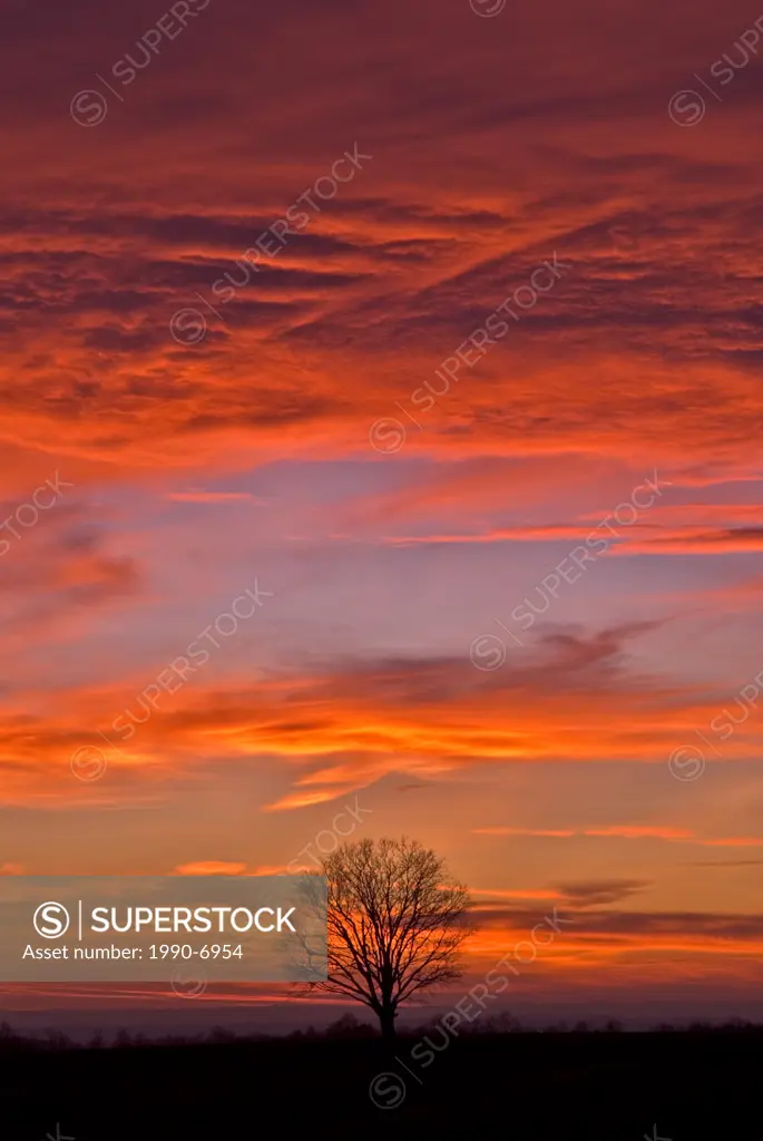Winter maple tree and sunset in Simcoe County near Barrie, Ontario, Canada