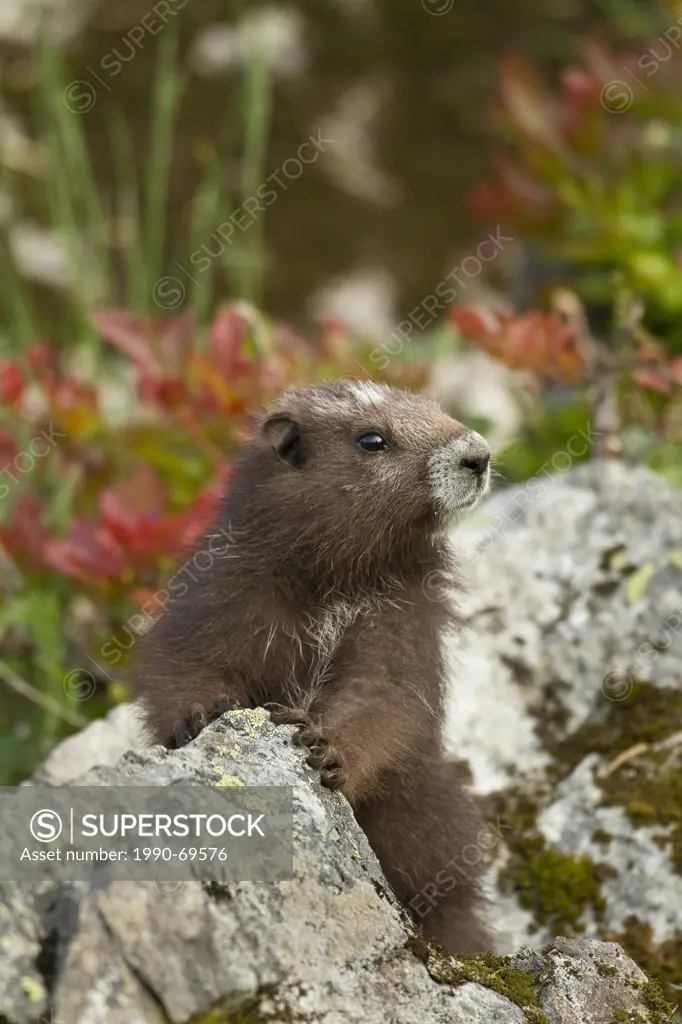 Vancouver Island Marmot, Marmota Vancouverensis, Vancouver Island, BC, Canada