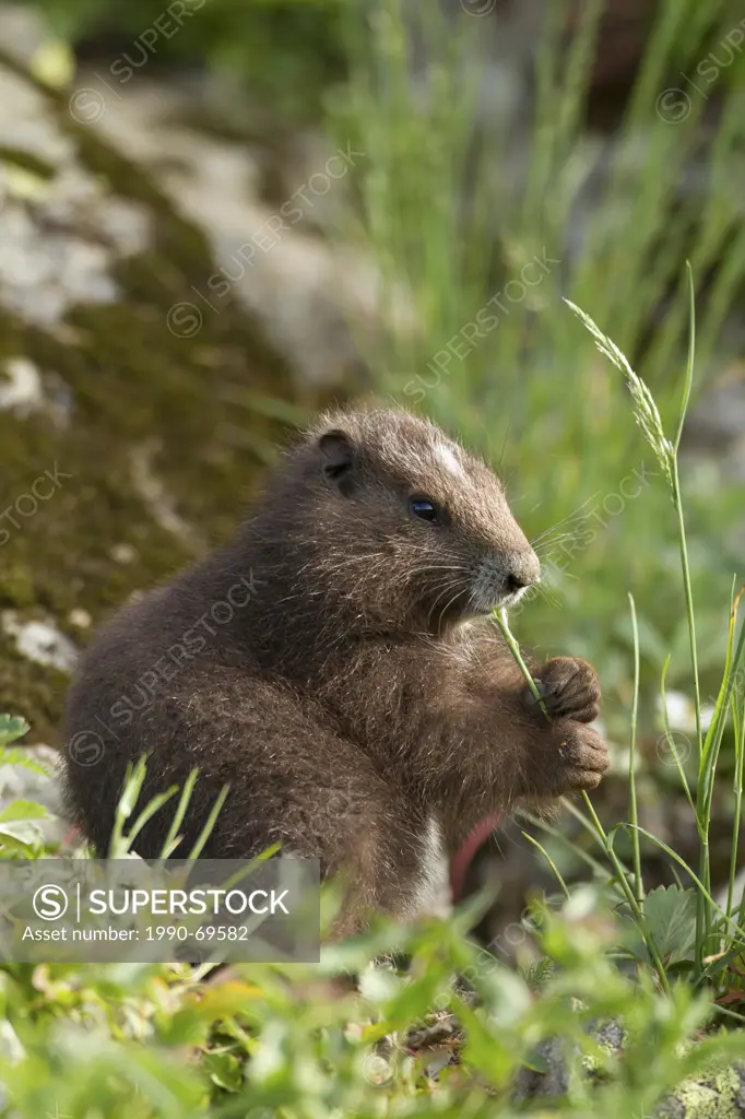 Vancouver Island Marmot, Marmota Vancouverensis, Vancouver Island, BC, Canada