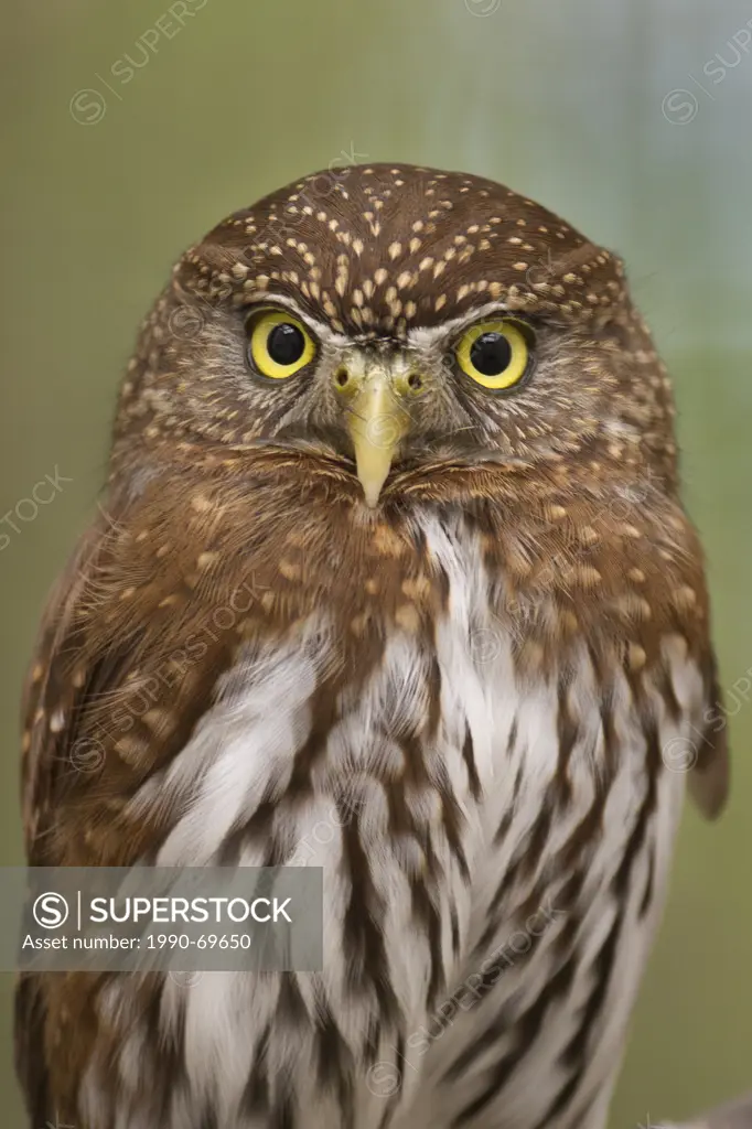 Northern Pygmy Owl, Glaucidium gnoma swarthi, Vancouver Island, BC, Canada