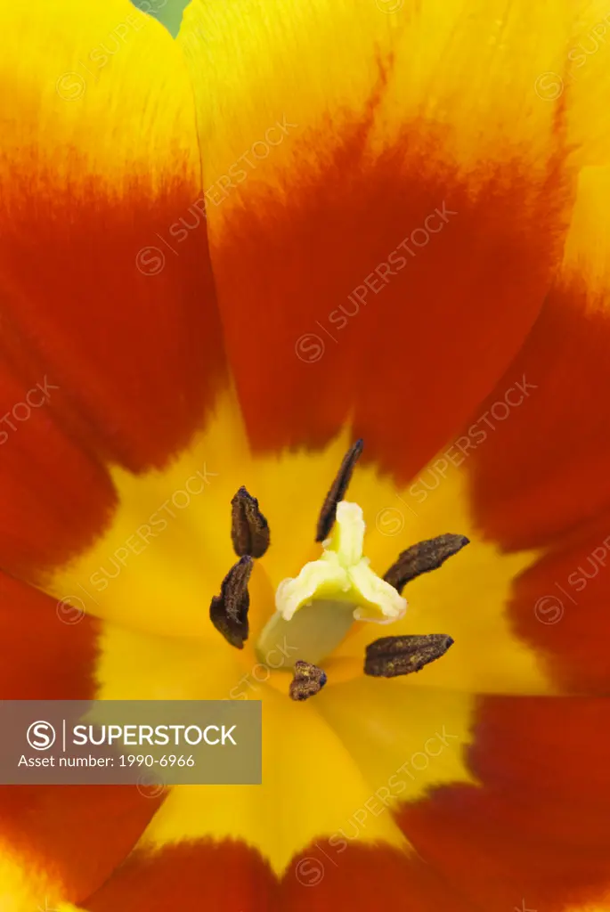 A Kees Nellis Tulip provides close-up detail in a home garden  Thornton, Ontario, Canada