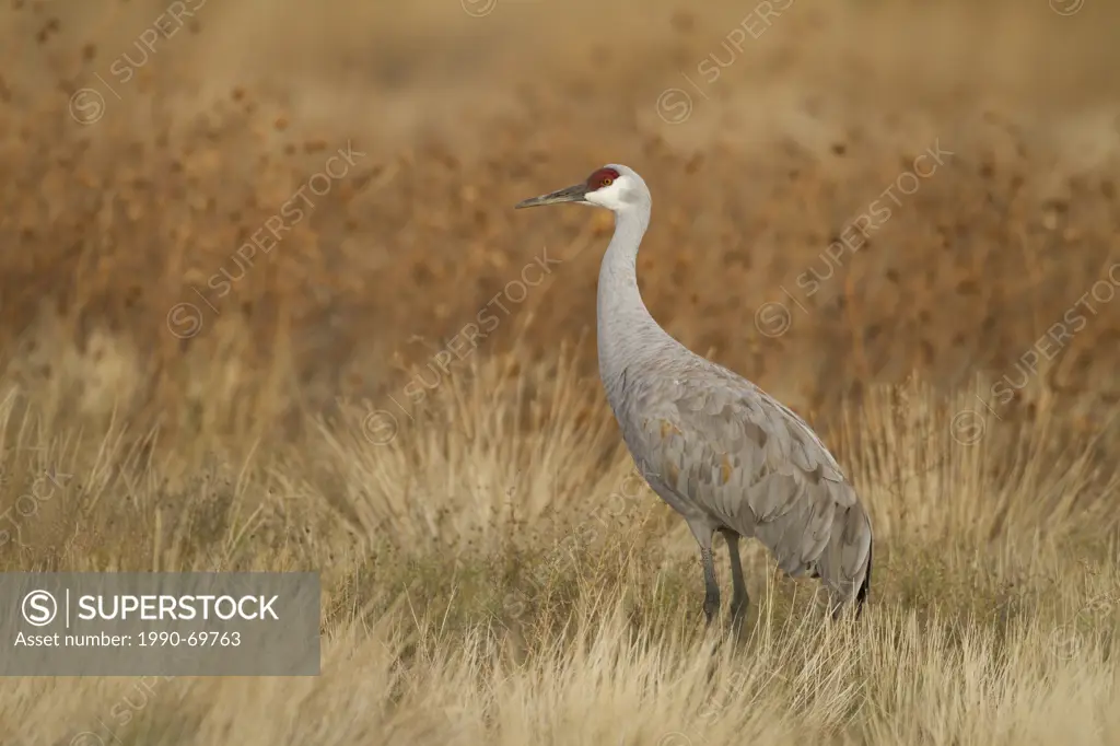 Sandhill Crane, Grus canadensis, New Mexico, USA