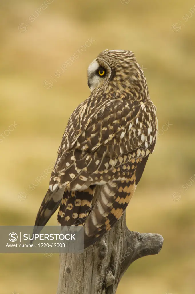 Short_eared Owl, Asio flammeus, Boundary Bay, BC, Canada