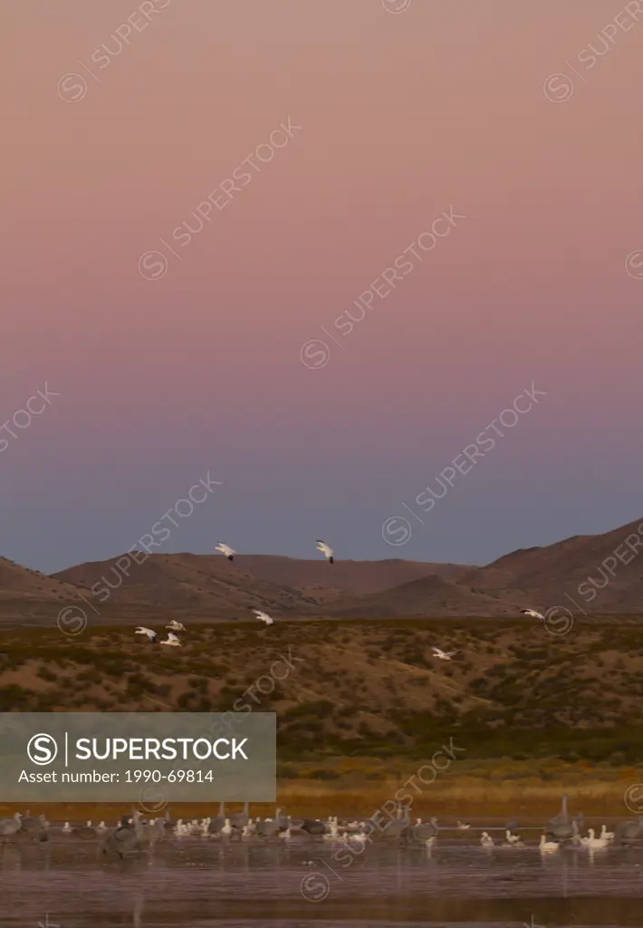 Sandhill Crane, Grus canadensis, New Mexico, USA