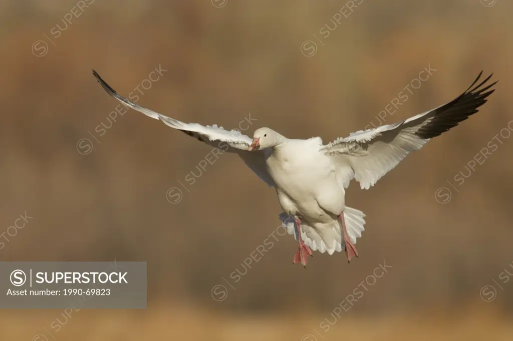 Snow Goose, Chen caerulescens, Bosque Del Apache, New Mexico, USA