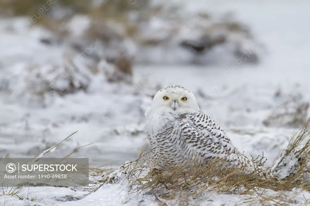 Snowy Owl, Nyctea scandiaca, Boundary Bay, Vancouver, BC, Canada