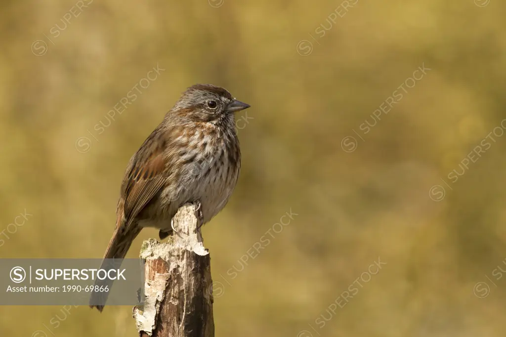 Song Sparrow, Melospiza melodia, BC, Canada