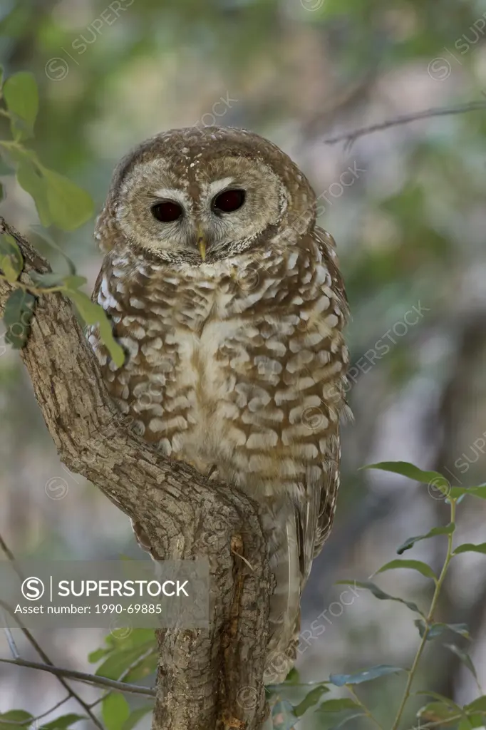 Mexican Spotted Owl, Strix occidentalis lucida, Cave Creek Canyon, Chiracuah Mtns, Arizona, USA
