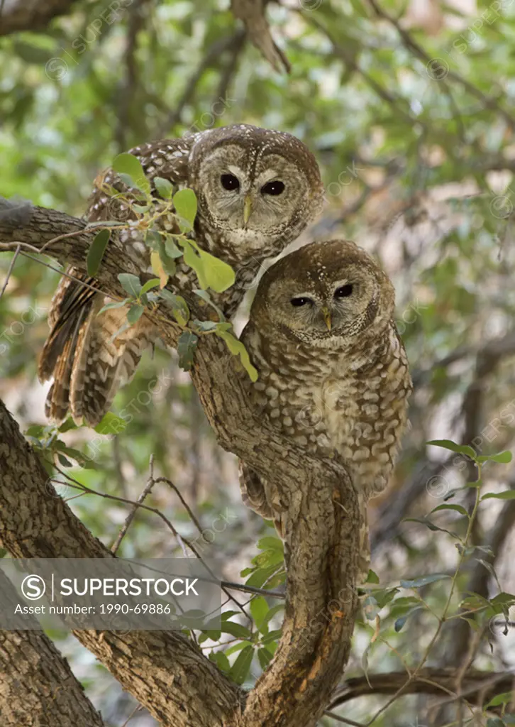 Mexican Spotted Owl, Strix occidentalis lucida, Cave Creek Canyon, Chiracuah Mtns, Arizona, USA