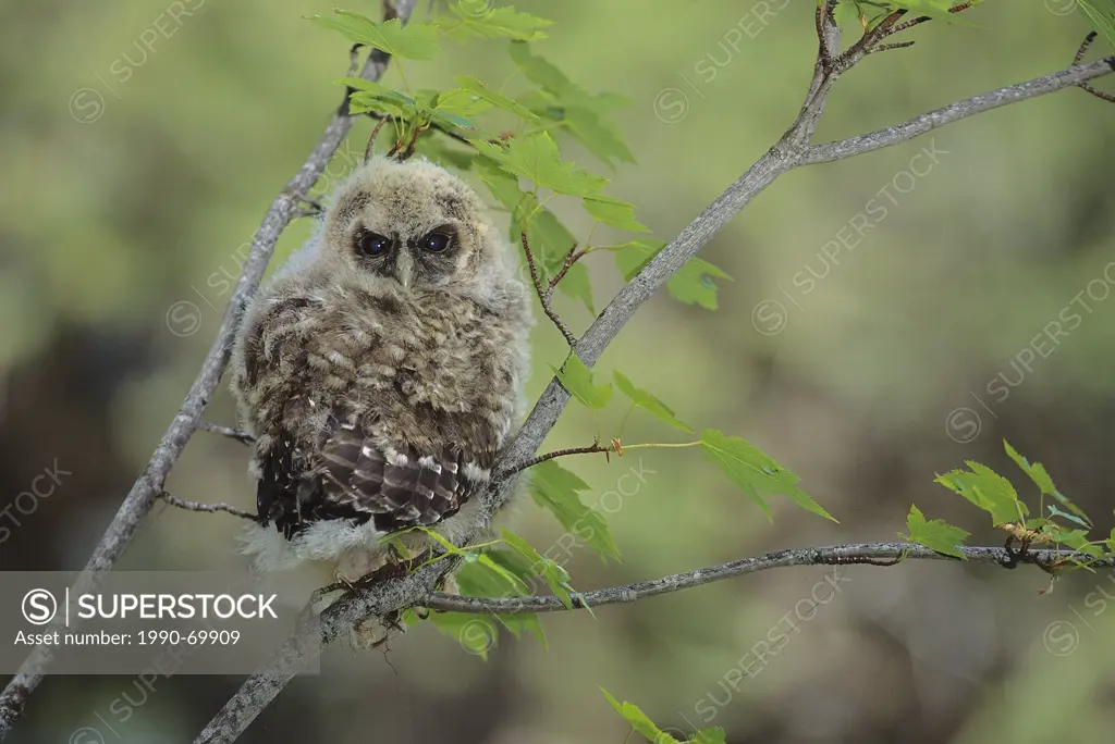 Northern Spotted Owl, Strix occidentalis caurina, Southern BC, Canada