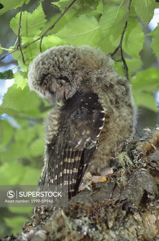Northern Spotted Owl, Strix occidentalis caurina, Southern BC, Canada