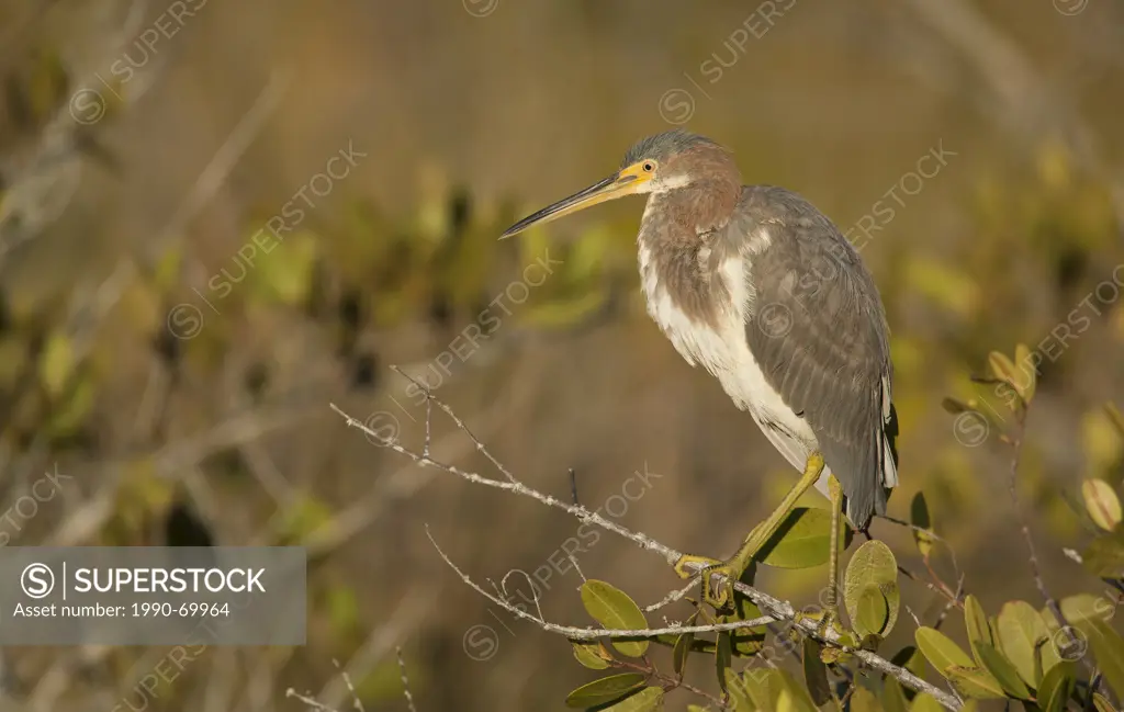 Tricolored Heron, Egretta tricolored Heron,Everglades, Florida, USA