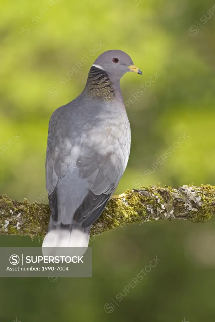 Band-tailed pigeon Patagioenas fasciata, Canada