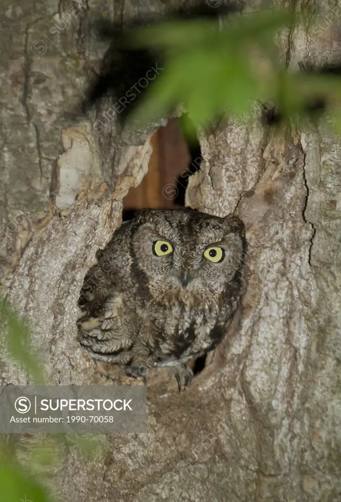 Western Screech Owl, Megascops kennicottii macfarlanei, Lillooet, BC, Canada