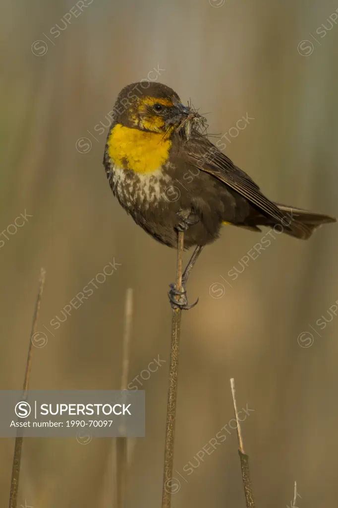 Yellow_headed Blackbird, Xanthocephalus xanthocephalus, Washington, USA