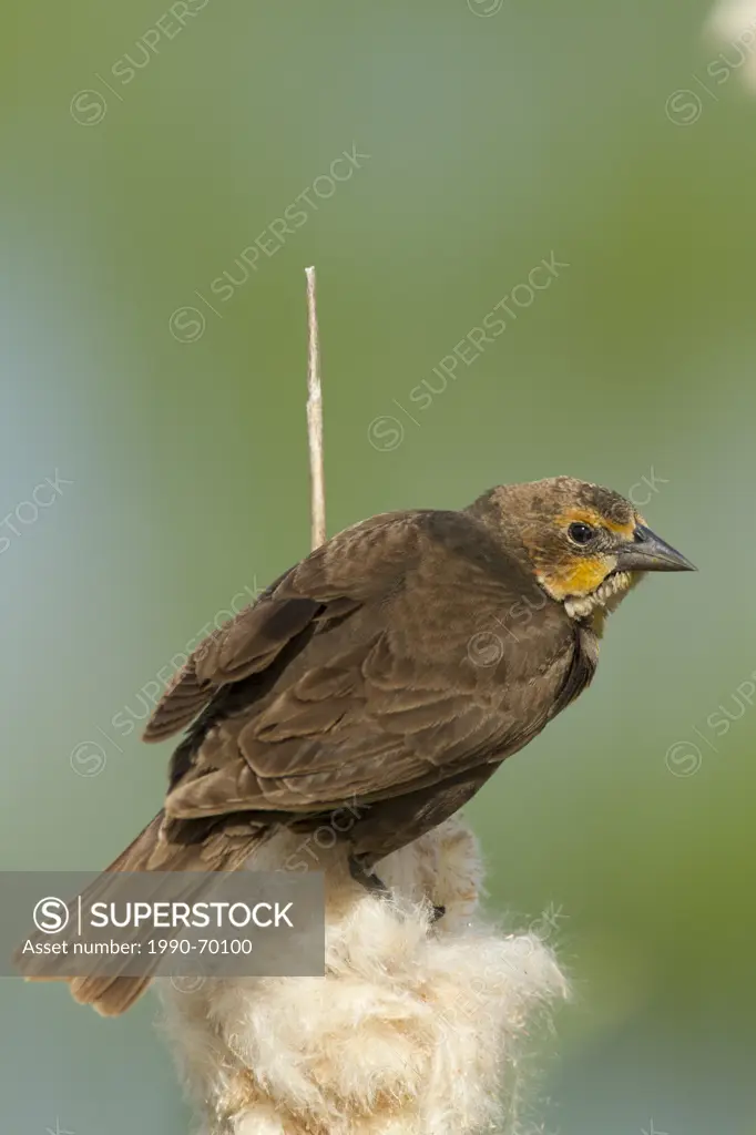Yellow_headed Blackbird, Xanthocephalus xanthocephalus, Washington, USA