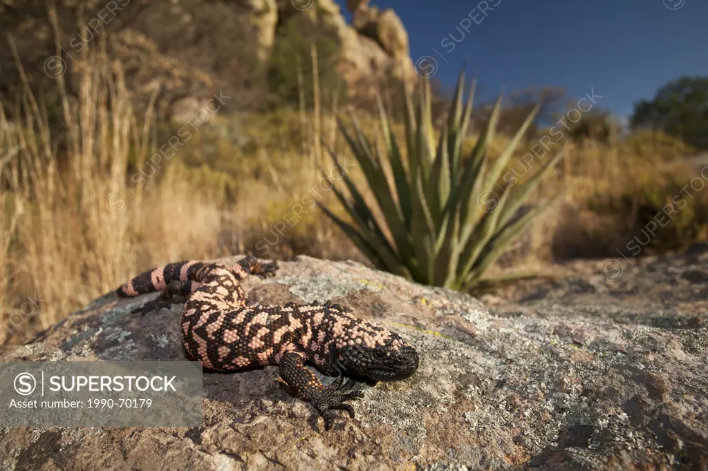 Reticulate Gila Monster, Heloderma suspectum, Arizona, USA