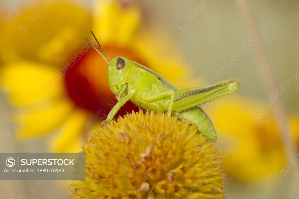 Grasshopper sp, Orthoptera, Okanagan, BC, Canada