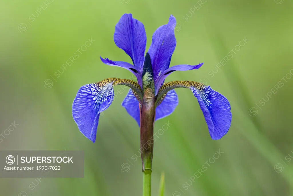 Japanese Iris Iris japonica, Canada