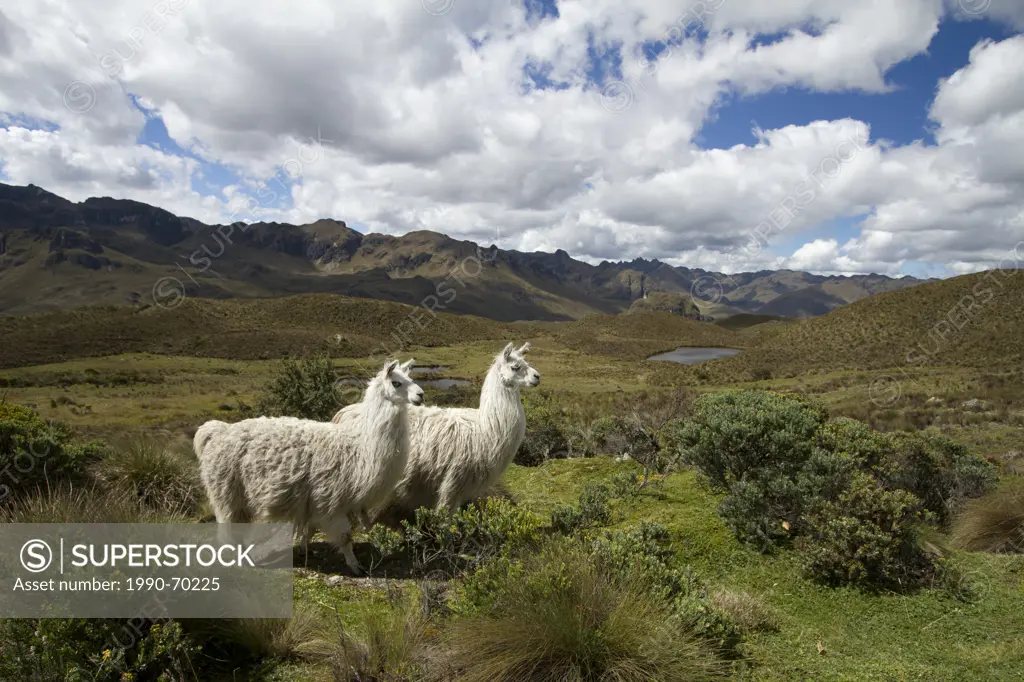 Llama, Lama glama, Highlands, Ecuador
