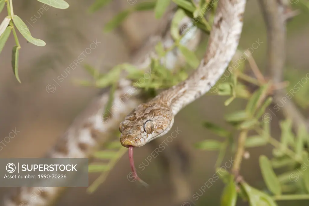 Western Lyre Snake, Trimorphodon biscutatus, Arizona, USA