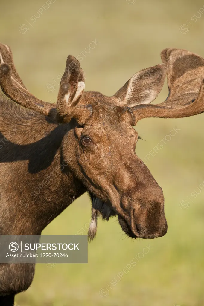 Moose, Alces alces, Rocky Mountains, Alberta, Canada