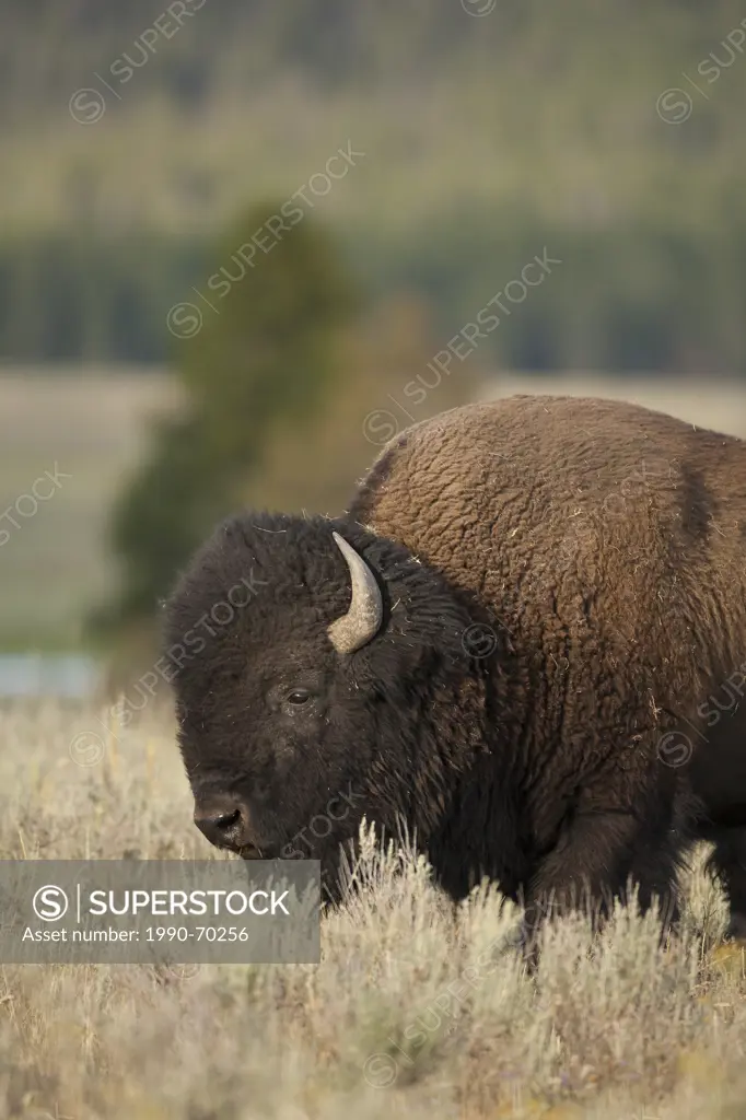 Plains Bison, Bison bison bison, Yellowstone NP, Montana, USA