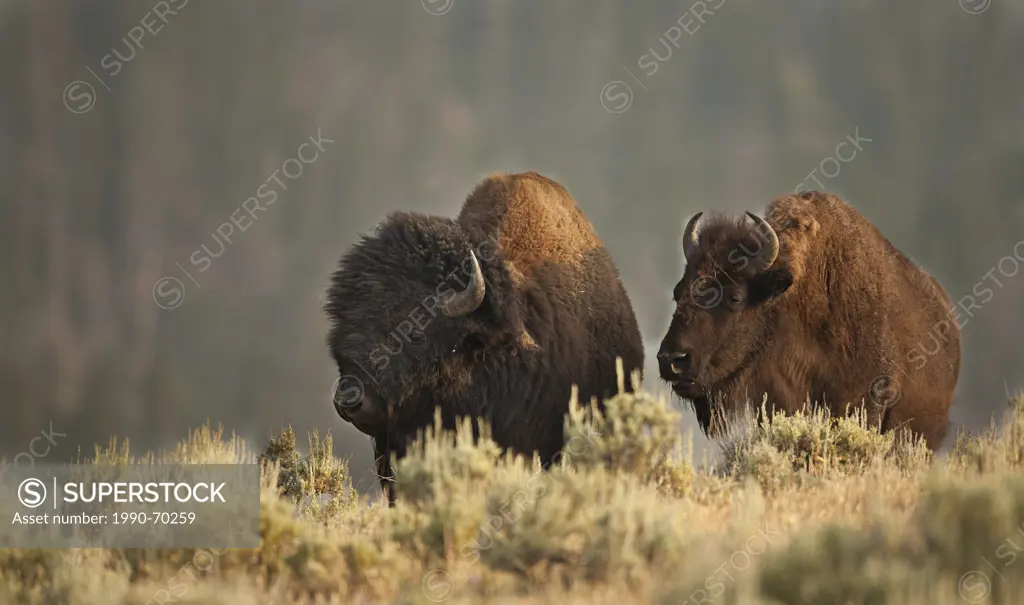 Plains Bison, Bison bison bison, Yellowstone NP, Montana, USA