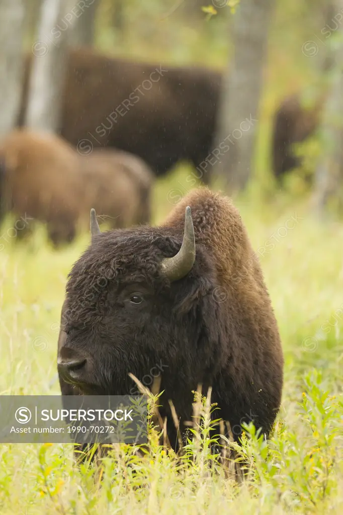 Wood Bison, Bison bison athabascae, Elk Island National Park, Alberta, Canada