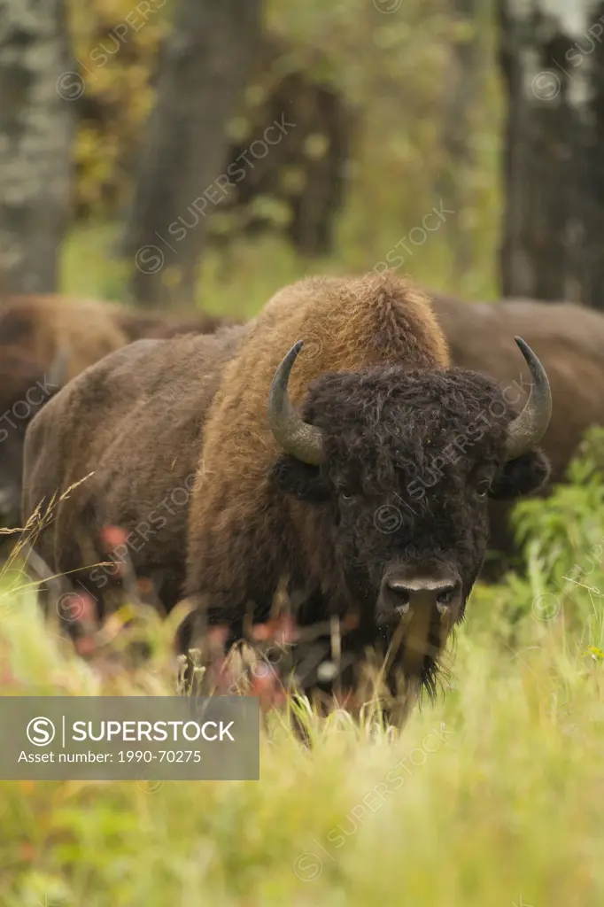 Wood Bison, Bison bison athabascae, Elk Island National Park, Alberta, Canada