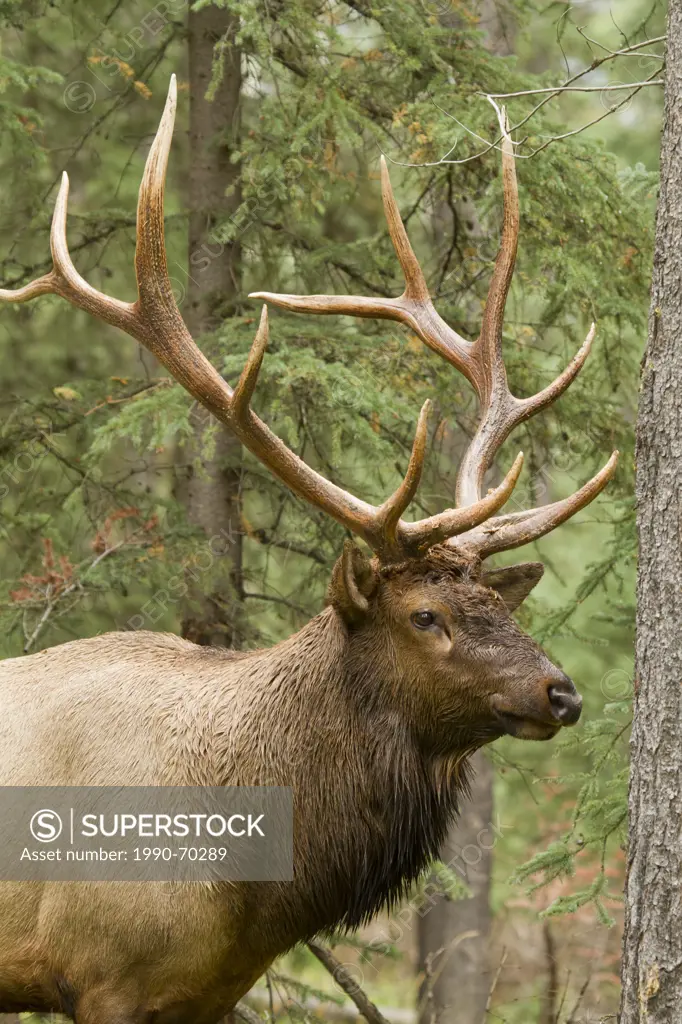 Rocky Mountain Elk, Cervus canadensis nelsoni, Banff NP, Alberta, Canada