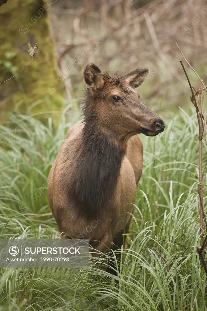Roosevelt elk, Cervus canadensis roosevelti, Oregon, USA