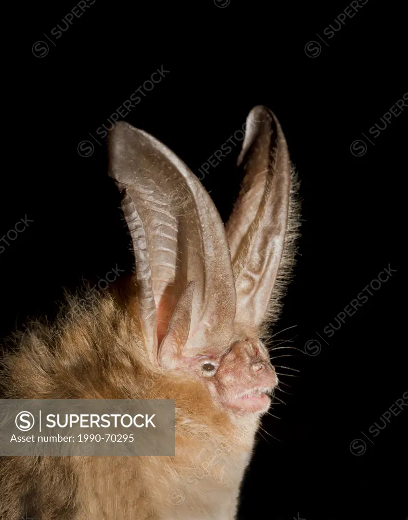 Townsend´s Big_Eared Bat, Corynorhinus townsendii, Lillooet, BC, Canada