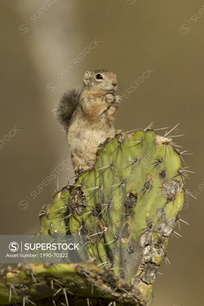 Harris´s Antelope Squirrel, Ammospermophilus harrisii, Arizona, USA