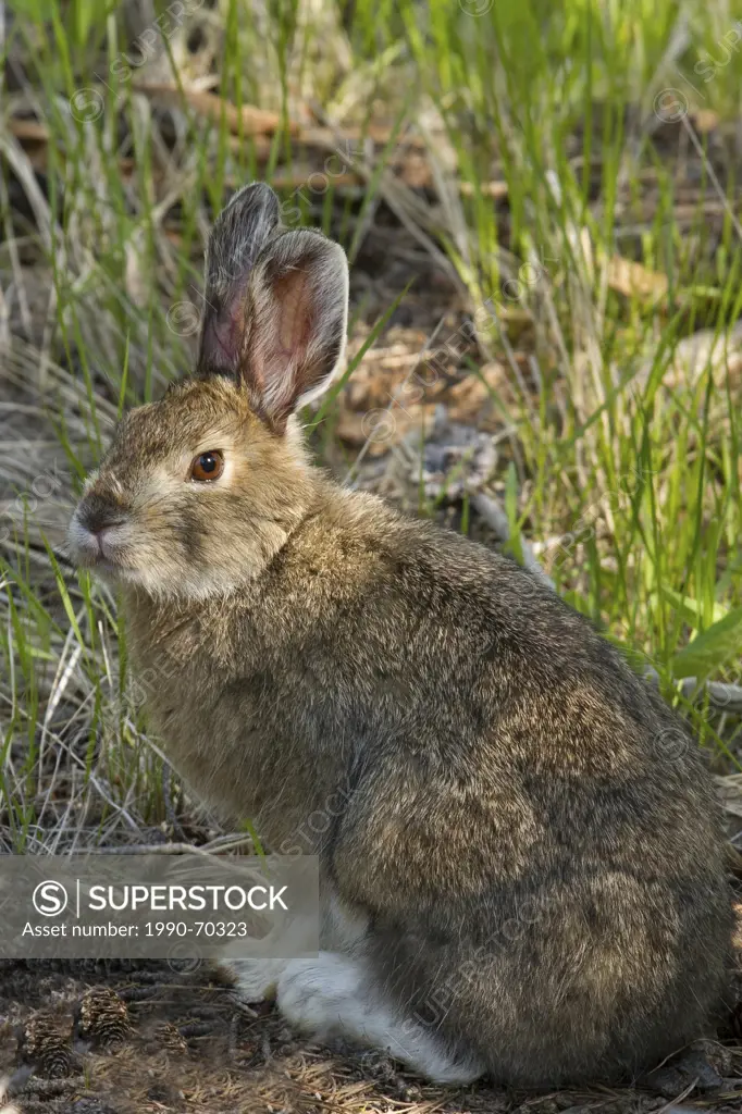 Snowshoe Hare, Lepus americanus, Merritt, BC, Canada