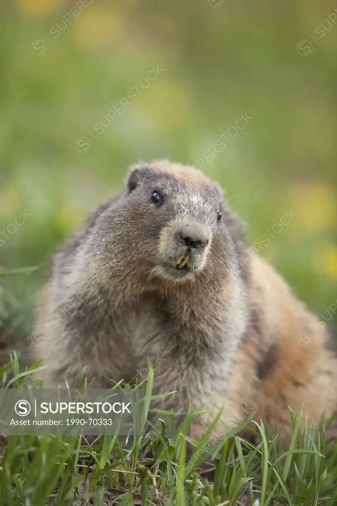 Olympic Marmot, Marmota olympus, Washington, USA