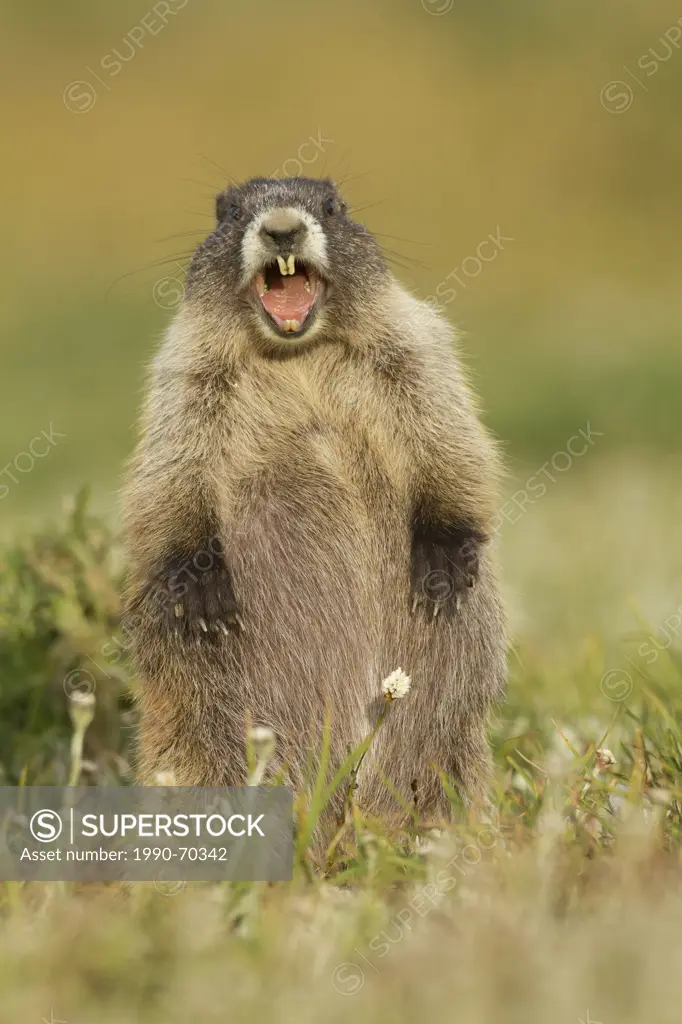 Olympic Marmot, Marmota olympus, Washington, USA