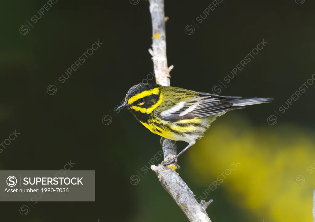 Townsend´s Warbler Dendroica townsendi, Canada